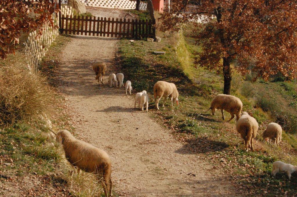 Colle Delle Meraviglie Fratticciola Selvatica ภายนอก รูปภาพ